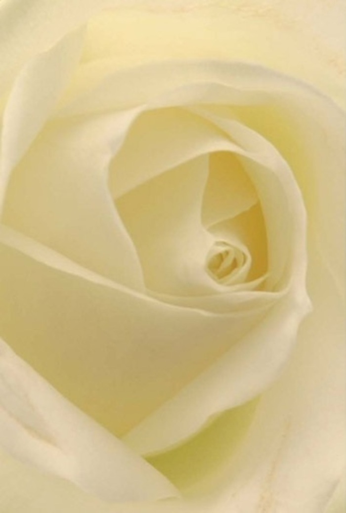 From a close vantage, this classic ivory rose comes alive with a sense of tranquility and gentle sophistication, its creamy-white petals spiralling delicately as light streams through a Hendon window. The subtle gradations of cream, pale gold, and soft shadow merge to create a bloom that feels quietly radiant, as if illuminated from within. As a florist grounded in Hendon's traditions, I see this as a meaningful bouquet for everything from intimate apologies and new romances to refined wedding centrepieces gracing events on Brent Street or in local halls. The nearly perfect curve at the centre of the bloom gives a sense of purity and refined resolve, while every layer and shade elevates the arrangement's natural grace. Beyond the visible, the rose's nearly imperceptible fragrance brings an added sense of calm, recalling peaceful moments spent along the paths of Hendon Park after a gentle rain. This rose is more than a flower-it is a symbol of hope, quiet resilience, and the thoughtful intent behind each bouquet composed and delivered across Hendon. Every detail, from the subtle play of shadows to the seamless flow of petals, embodies the timeless beauty and serene dignity that make our local floral artistry truly special.